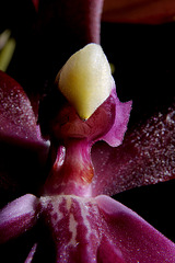 Orchid1detail2