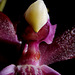 Orchid1detail2