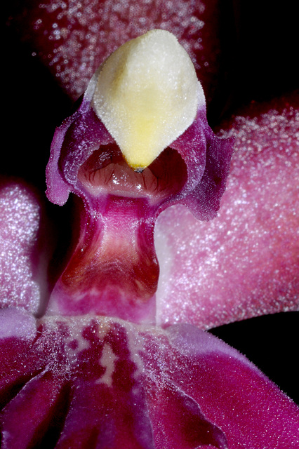 Orchid1detail3