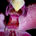 Orchid1detail3