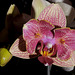Orchid2detail1