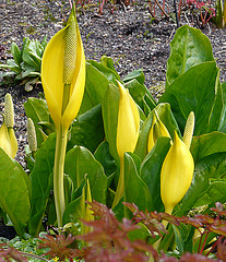 Yellow Lords and Ladies? @ Kew