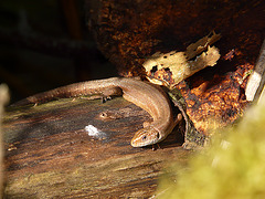 Common Lizard 1