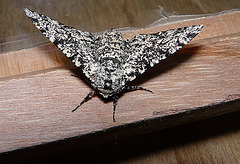 Peppered Moth Female Top