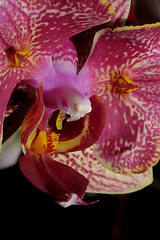 Orchid2detail2
