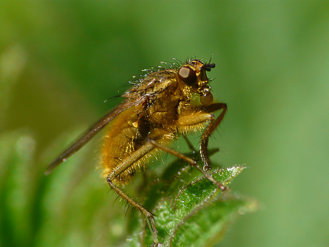 Common Yellow Dung Fly