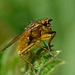 Common Yellow Dung Fly