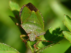 Green Shieldbug -Palomena prasina