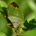 Green Shieldbug -Palomena prasina