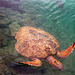 Turtle in the Hon Mun Vietnam’s marine sanctuary
