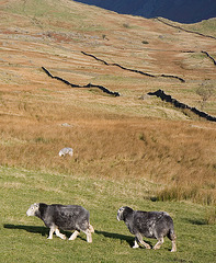 Herdwick out for an afternoon stroll