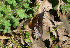 Bee Fly - More Rare One