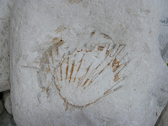 Fossil with Shell