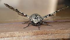 Peppered Moth Female Face