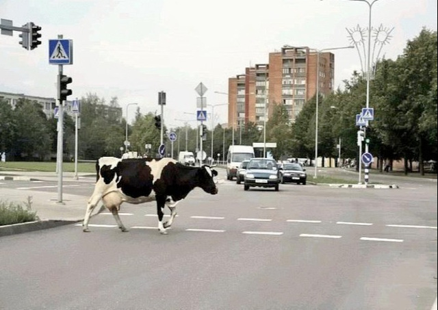 Les pets de vache contribuent à l'effet de serre... (entendu récemment aux infos de France2) Les pets de vache contribuent à l'effet de serre... (entendu récemment aux infos de France2)
