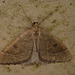Early Moth