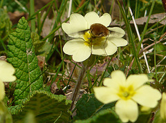 Bee Fly Feeding on Primrose