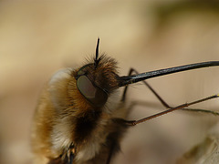Bee Fly Face