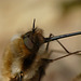 Bee Fly Face
