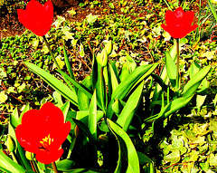 tri ruĝaj tulipoj