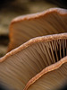 MacroDay Fungi
