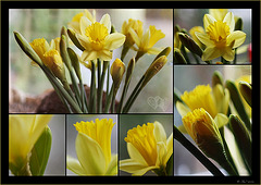 Declaration of love ♥ to the daffodil
