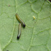 Large White Caterpillars -Medium Sz