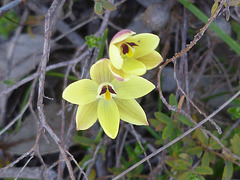 sun orchid
