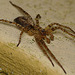 Wolf Spider - Young