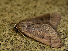 Early Moth 2