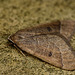 Early Moth 2