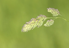 Cock's-foot grass (Dactylis glomerata) with dewdrops