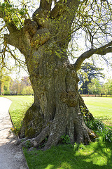 Blenheim Palace – English Oak