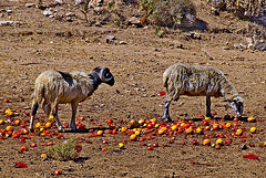 Fruit Sheep