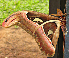 Macro moth