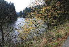 Der Grumbacher Teich im Harz
