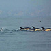 Sesimbra Coast, a "flock" of Delphinus Delphis (common dolphins)