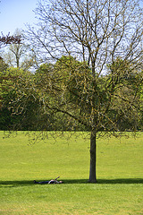 Blenheim Palace – Checking a mobile phone under a tree
