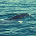 Sesimbra Coast, minke whale