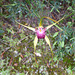 Spider orchid