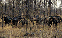 Buffalo Watching us Watching Them