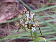 Jug orchid
