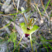 Green spider orchid