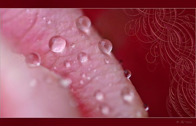 Drops on a rose