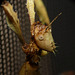 Macleays Spectre Stick Insect -Face