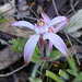 Candy spider orchid