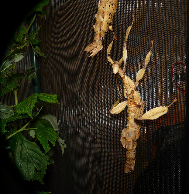 Macleays Spectre Stick Insect