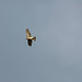 Sparrow Hawk @ Filsham 1