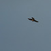 Sparrow Hawk @ Filsham 4