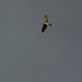 Sparrow Hawk @ Filsham 2